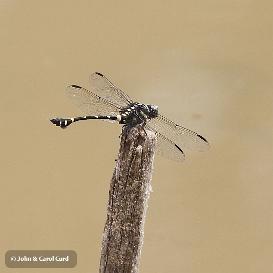 J01_1852 Ictinogomphus decoratus.JPG